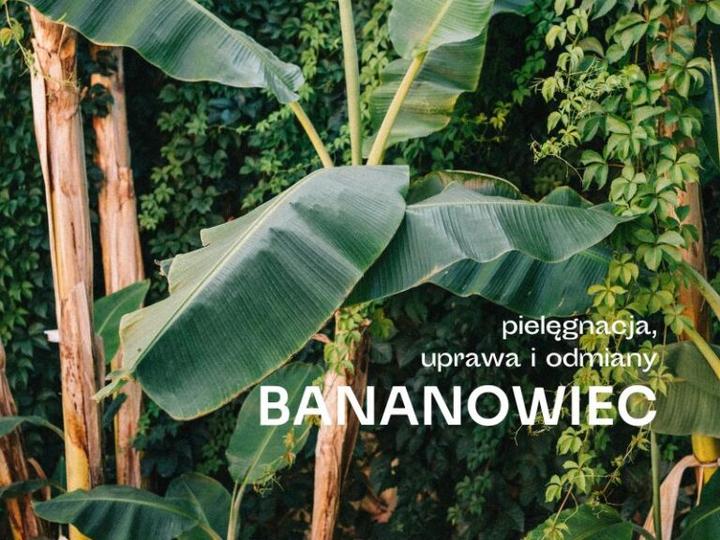Uprawa bananowca