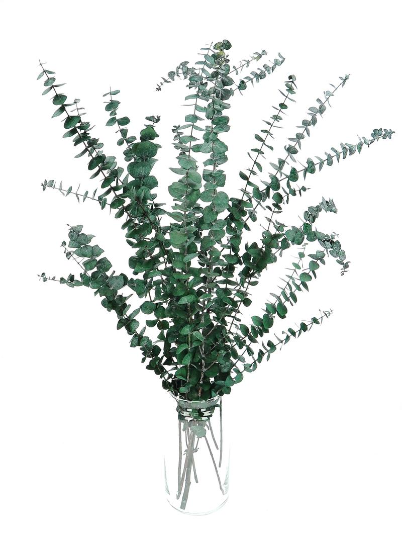 Uprawa eukaliptusa w doniczce