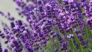 Jak skutecznie przycinać lawendę? Sprawdź idealny czas i praktyczne porady!