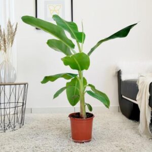 Jak z sukcesem zacząć przygodę z podstawami uprawy bananowca?