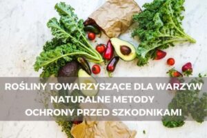 Jakie rośliny towarzyszą pomidorom? Przewodnik po idealnych sąsiadach w ogrodzie