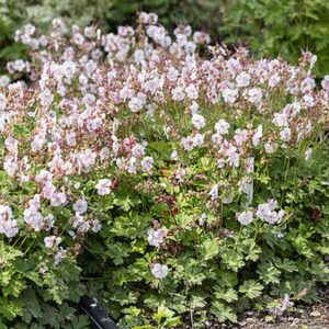 Praktyczny poradnik: Jak skutecznie przycinać geranium, by pięknie kwitło