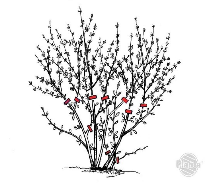 Przycinanie pigwowca: Praktyczny poradnik dla ogrodników – Kiedy i jak to zrobić?