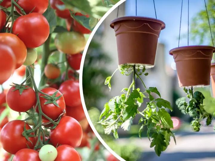 Sekret udanej uprawy pomidorów do góry nogami – jak je hodować i pielęgnować?