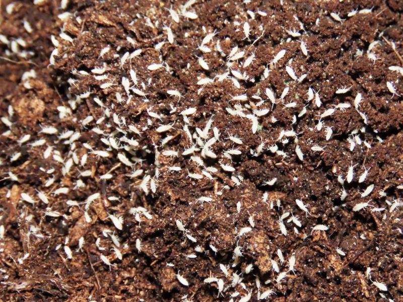 Skoczogonki – Jak Rozpoznać Te Szkodniki i Skutecznie Się Ich Pozbyć?