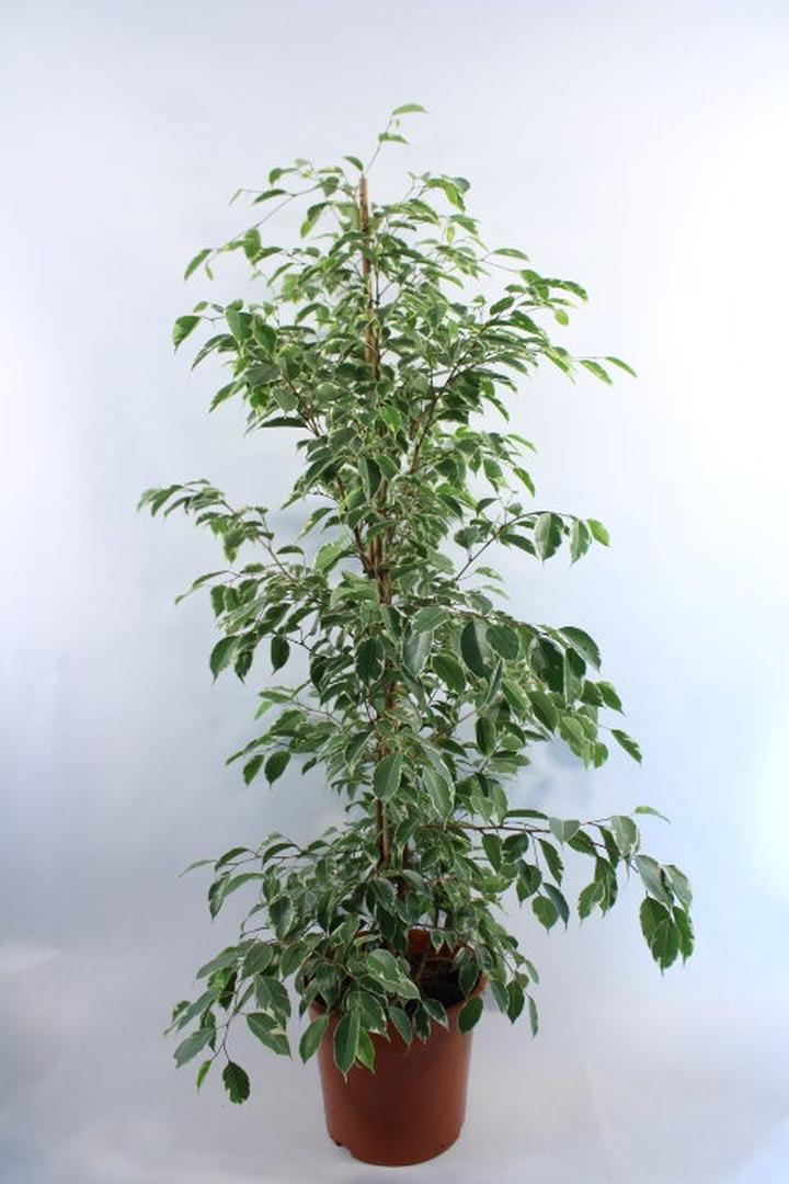 Nawożenie fikusa Benjamin