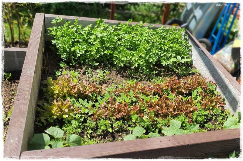 Optymalne terminy siewu