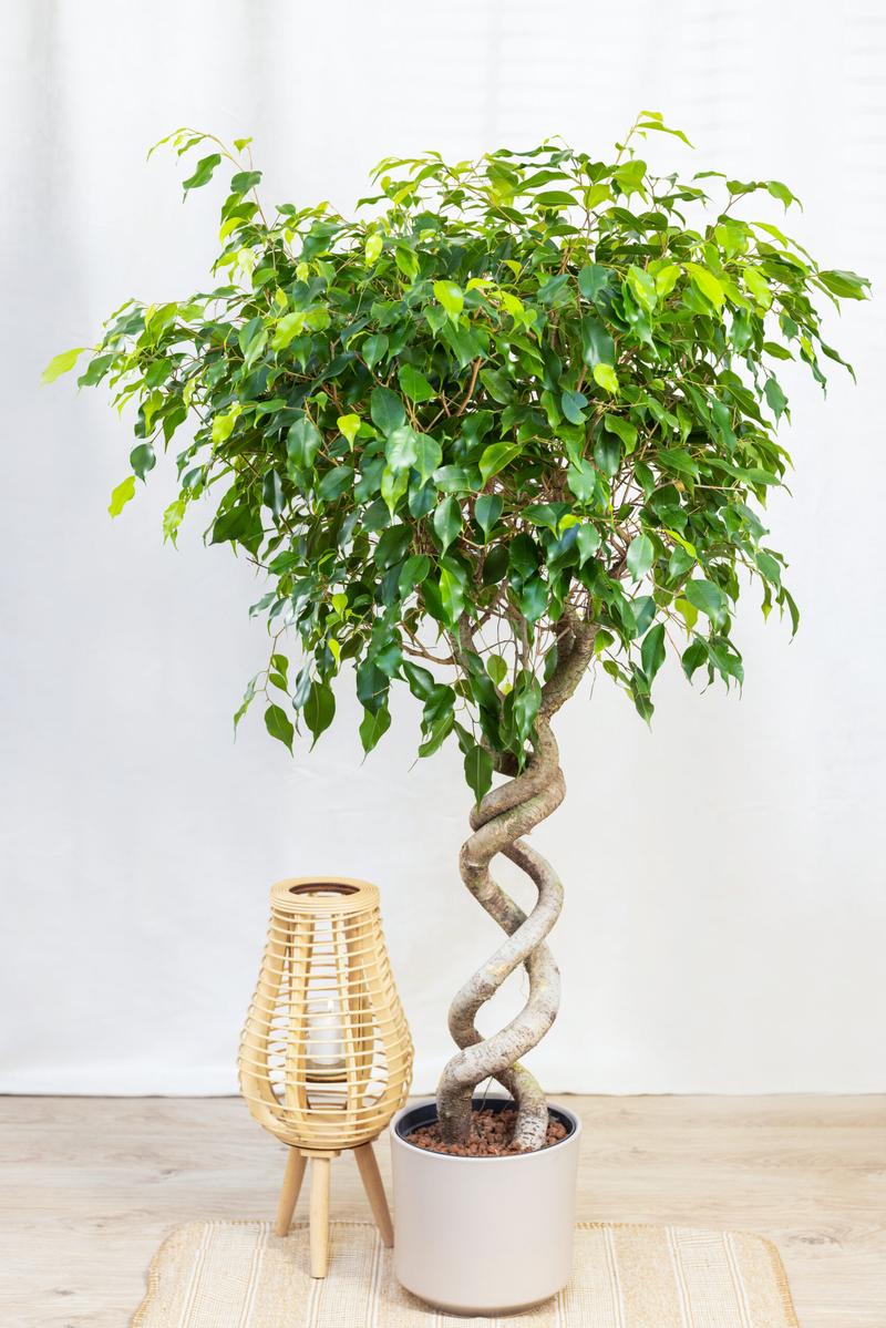 Pielęgnacja fikusa Benjamin