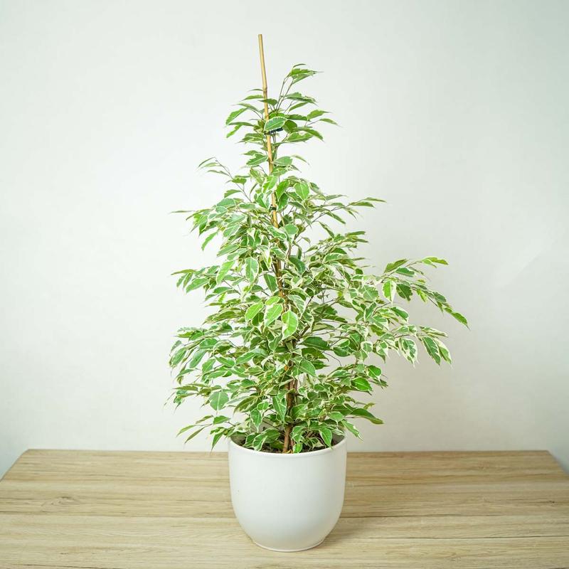 Przesadzanie fikusa Benjamin