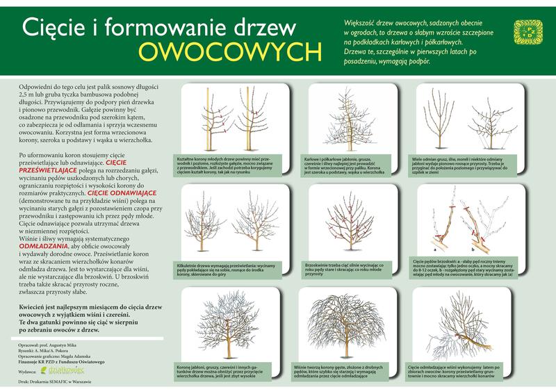 Przycinanie drzew owocowych