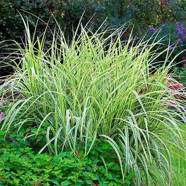 Przycinanie traw ozdobnych