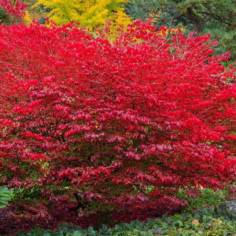 Trzmielina oskrzydlona w ogrodzie
