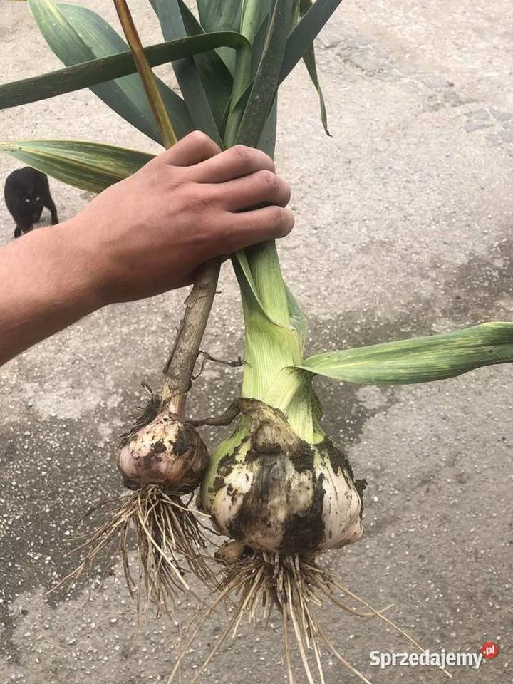 Uprawa czosnku słoniowego