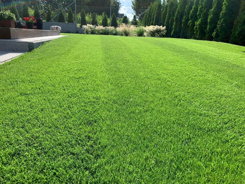 Wybór trawy do ogrodu