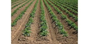 Jak skutecznie sadzić ziemniaki w ogrodzie i na działce – kompleksowy poradnik dla każdego ogrodnika