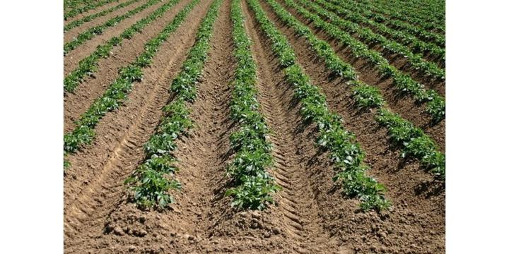 Jak skutecznie sadzić ziemniaki w ogrodzie i na działce – kompleksowy poradnik dla każdego ogrodnika