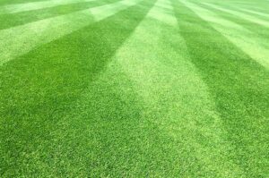 Jak wybrać idealną trawę na trawnik? Kompleksowy przewodnik dla Twojego ogrodu