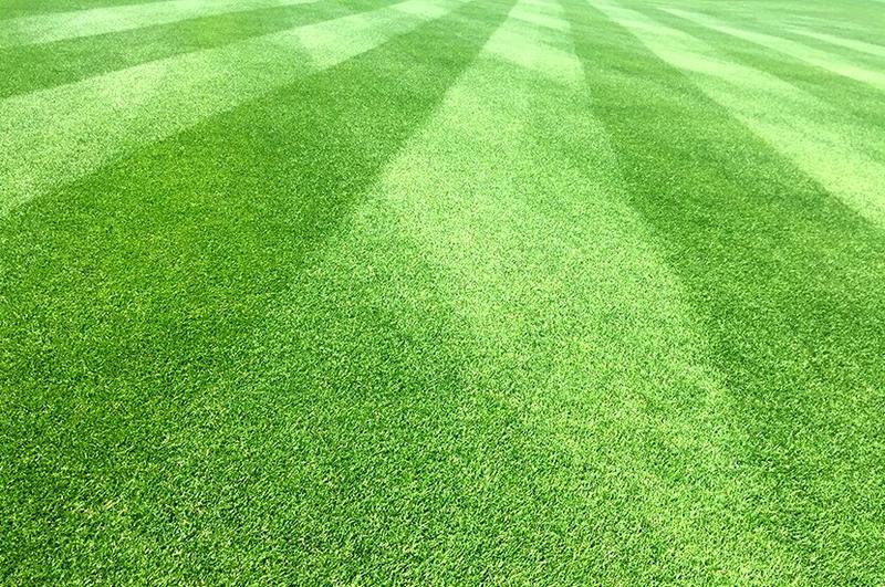 Jak wybrać idealną trawę na trawnik? Kompleksowy przewodnik dla Twojego ogrodu