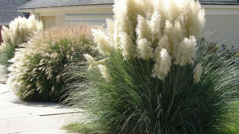 Kiedy i jak przycinać trawy ozdobne w ogrodzie, aby zachwycały przez cały sezon?