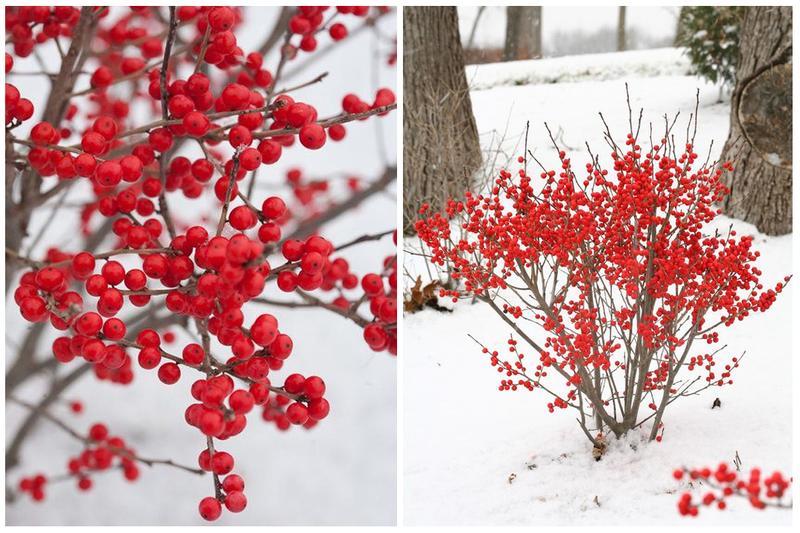 Najpiękniejsze rośliny ozdobne odporne na mróz – które kwiaty przetrwają najcięższe zimowe mrozy?