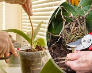 Praktyczny poradnik: Kiedy i jak przycinać storczyki, by pięknie kwitły