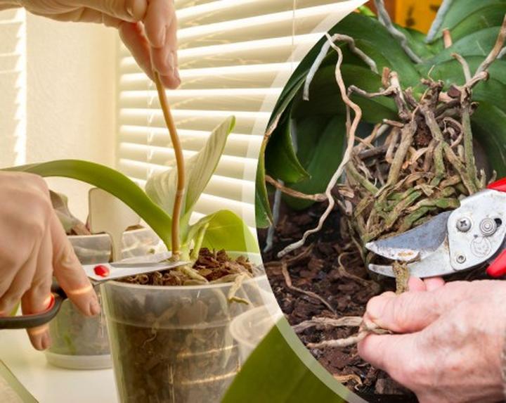 Praktyczny poradnik: Kiedy i jak przycinać storczyki, by pięknie kwitły