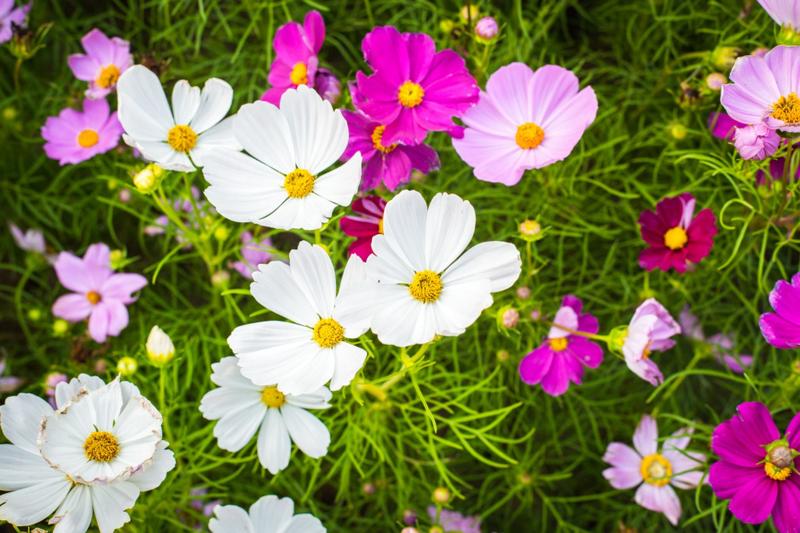 Praktyczny poradnik: kiedy siać kosmosy i jak o nie dbać, by cieszyć się ich pięknem