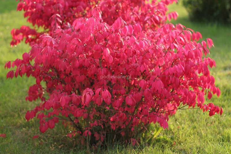 Trzmielina oskrzydlona – plonujący krzew, który warto mieć w ogrodzie