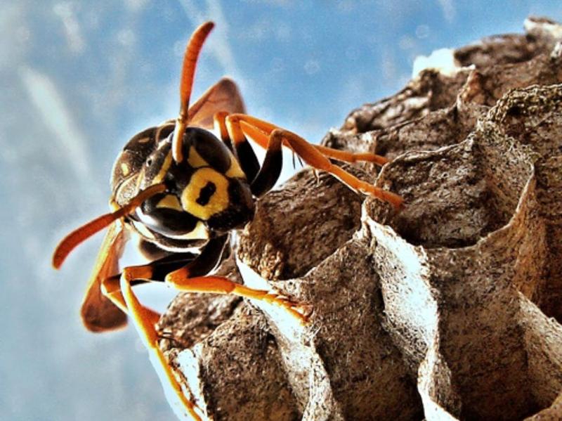 Bezpieczne metody na owady