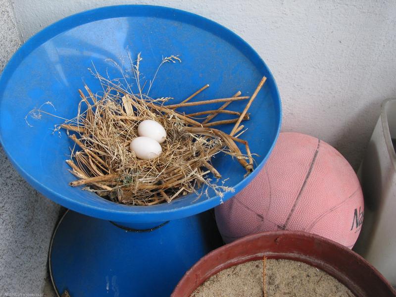 Bezpieczne metody odstraszania