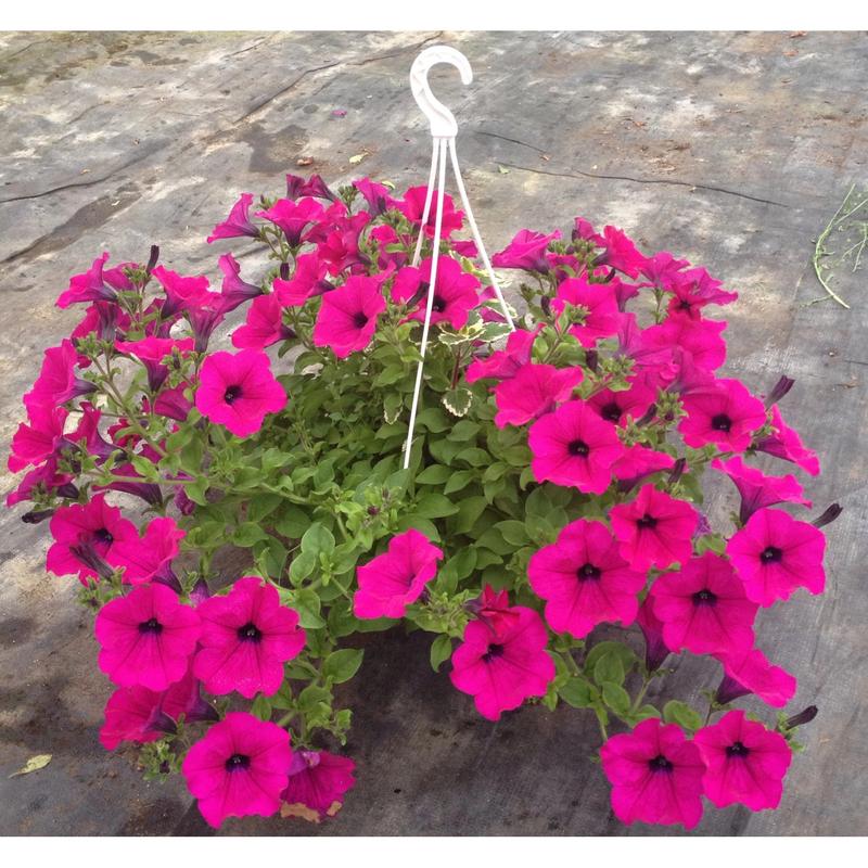 Gatunki odporne na słońce