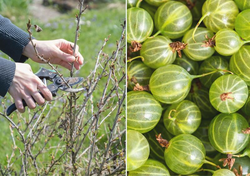 Kiedy przycinać agrest