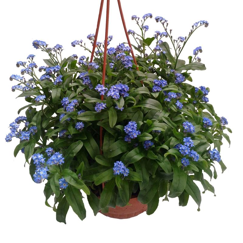 Kwiaty na upalne dni