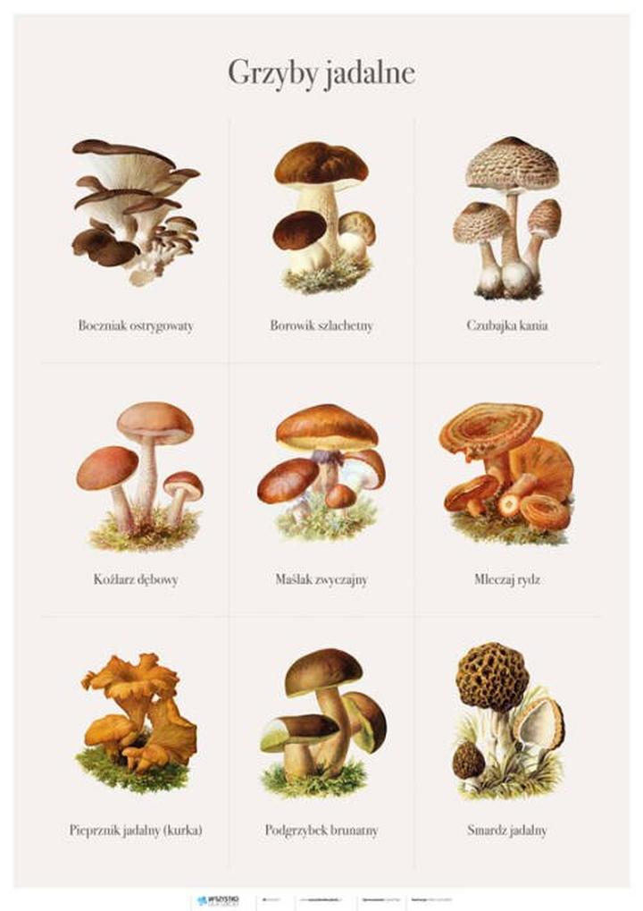 Mity o jedzeniu grzybów