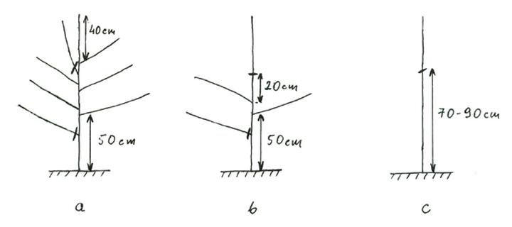 Narzędzia do cięcia moreli