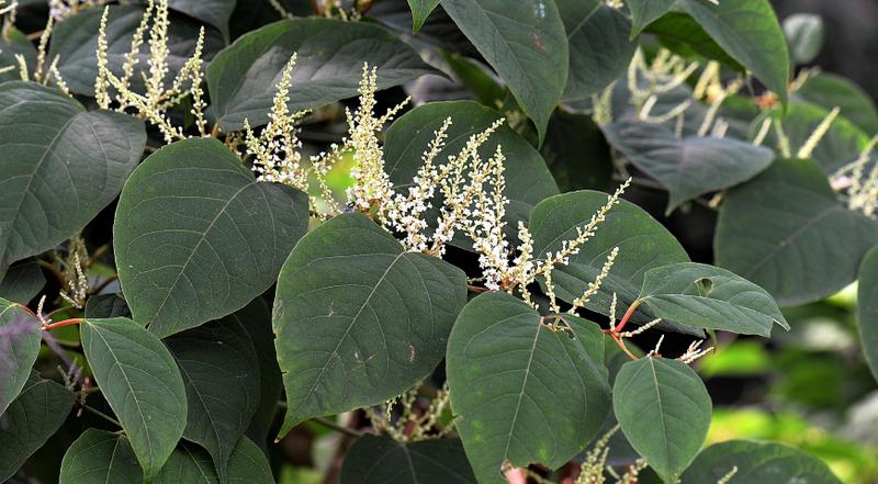 Naturalne metody ochrony roślin