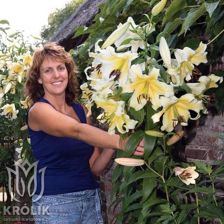 Ochrona lilii przed mrozem