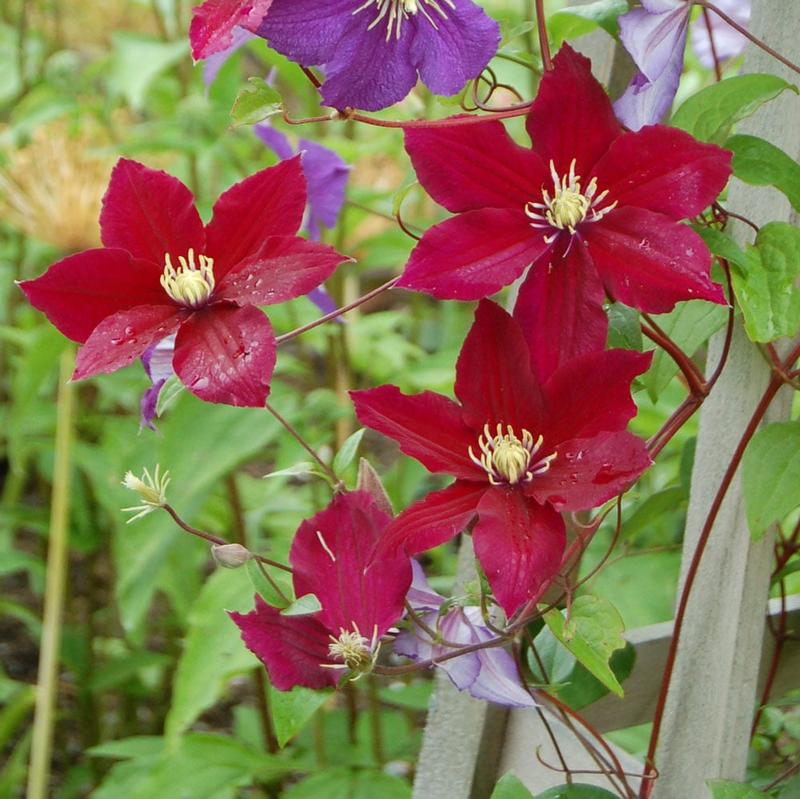 Odmiany clematisów