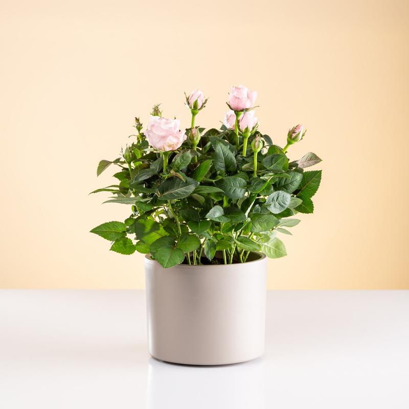 Optymalne warunki dla róż