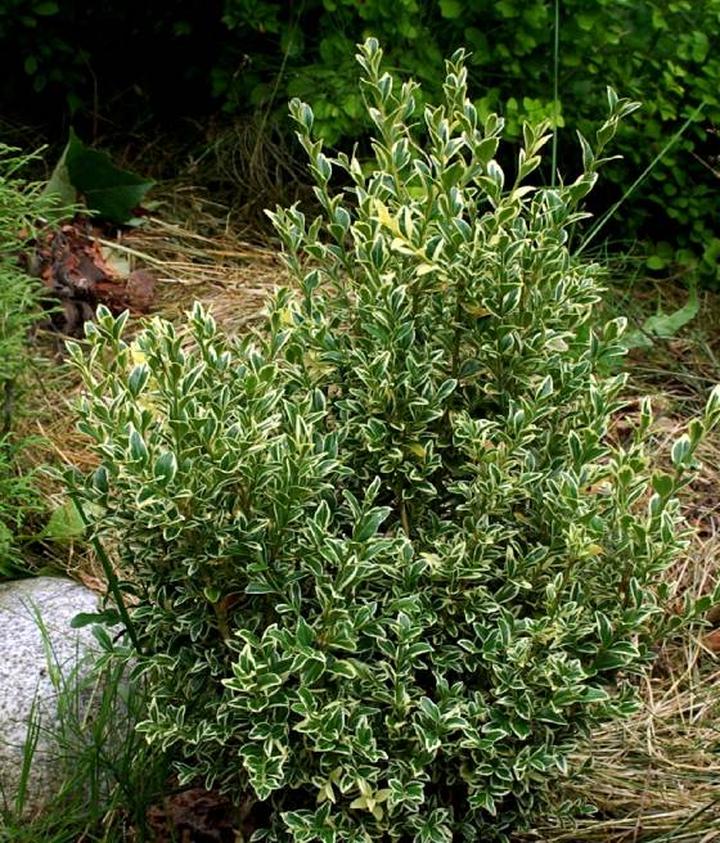 Pielęgnacja bukszpanu