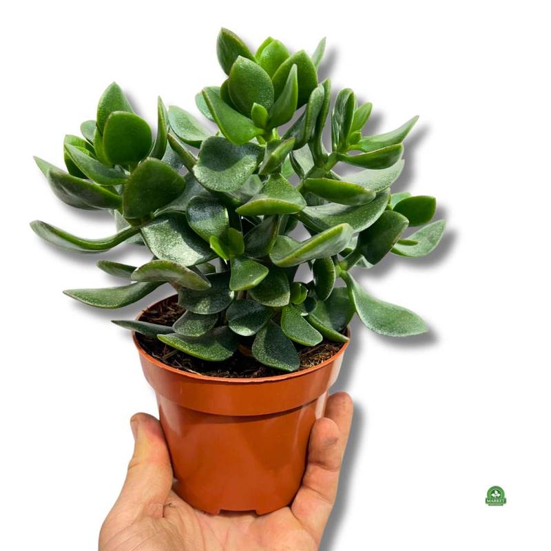 Pielęgnacja drzewka szczęścia