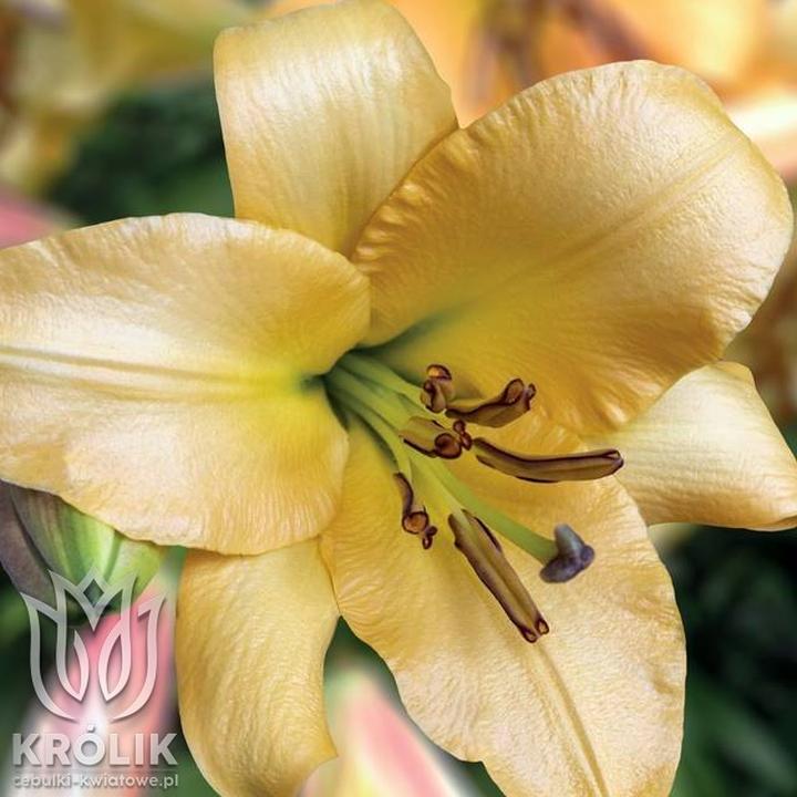 Pielęgnacja lilii zimą