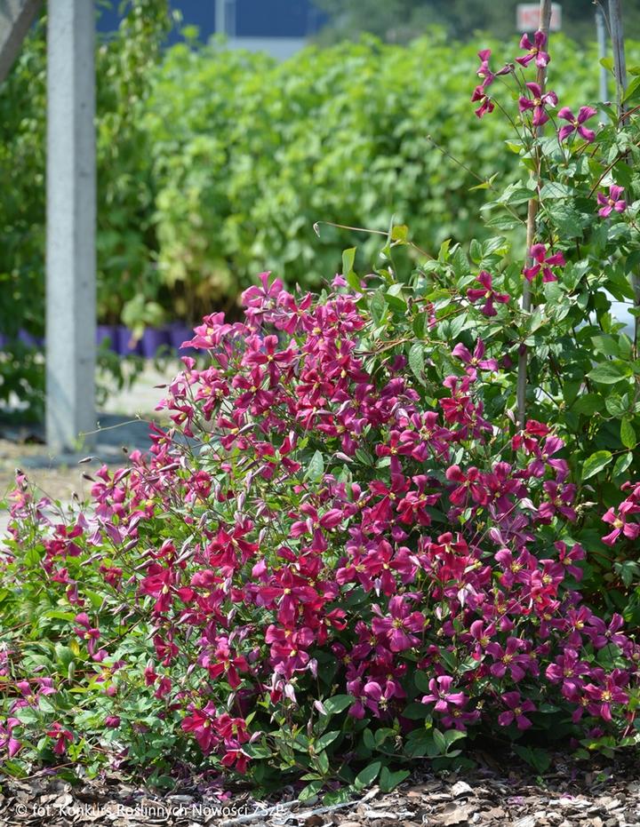 Pielęgnacja powojników