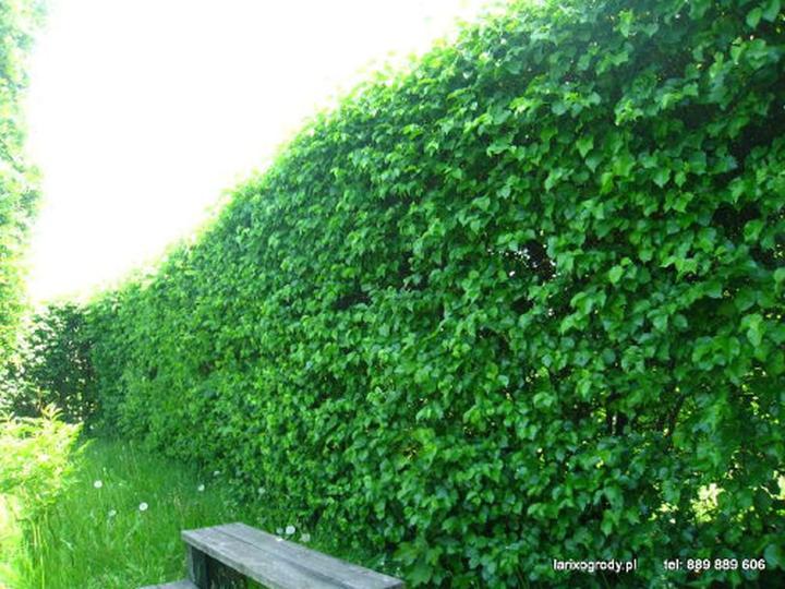 Pielęgnacja żywopłotu