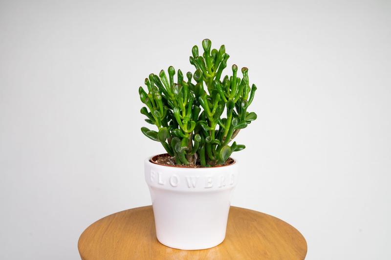 Podlewanie grubosza jajowatego