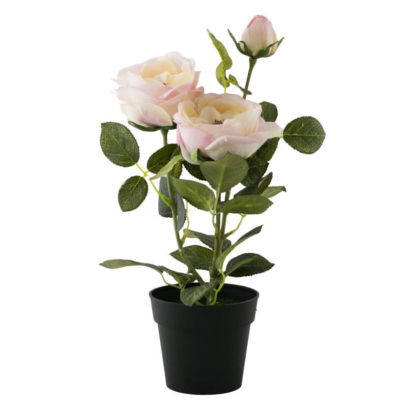 Podlewanie i nawożenie róż