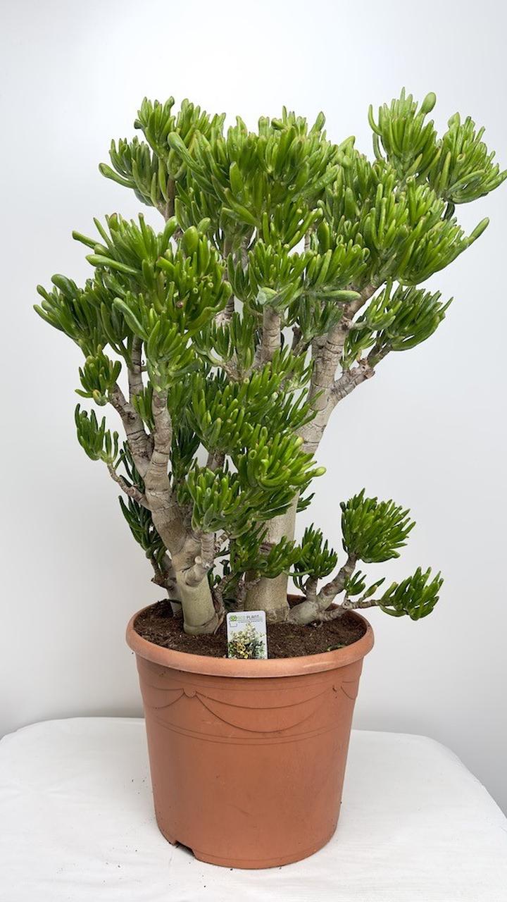 Problemy w uprawie drzewka szczęścia