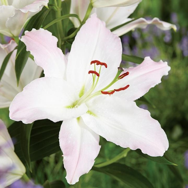 Przygotowanie lilii do zimy