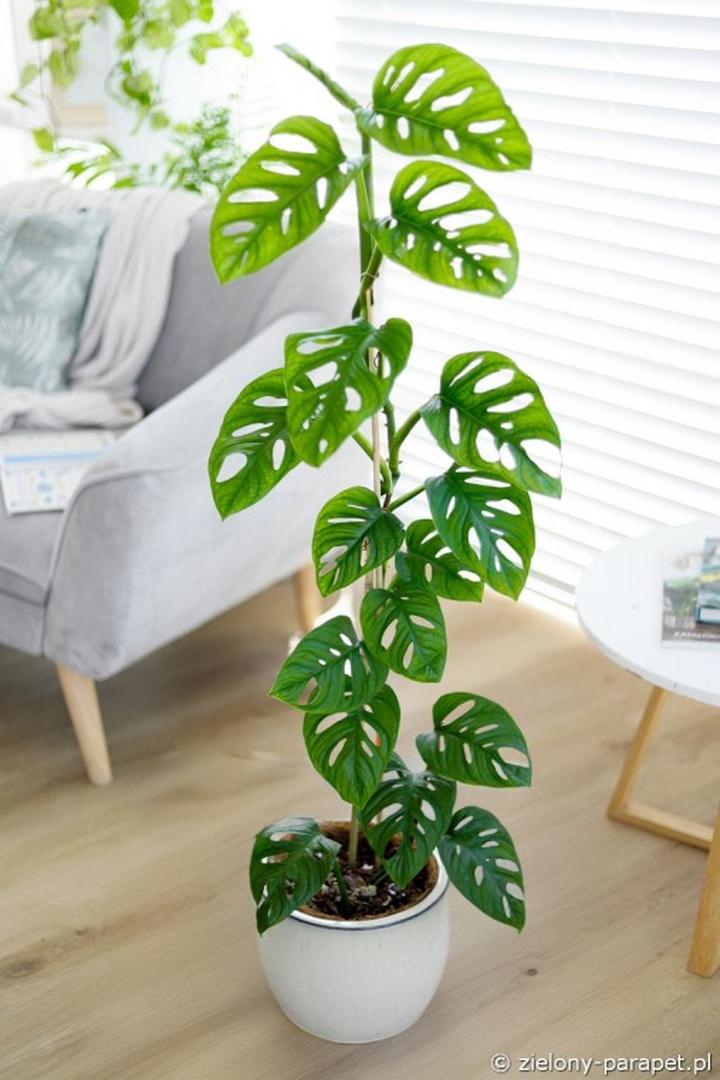 Rozmnażanie monstery dziurawej