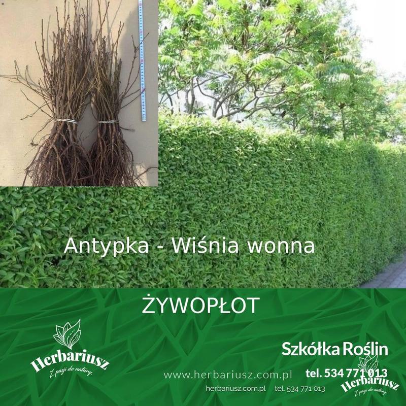 Sadzenie wiśni antypka
